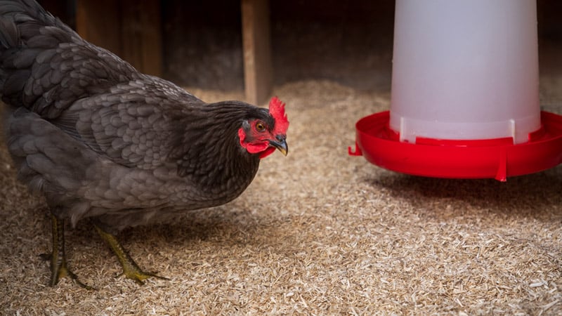Chicken Coop Hemp Hurd