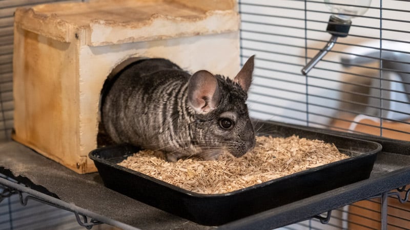 HempHurdChinchilla