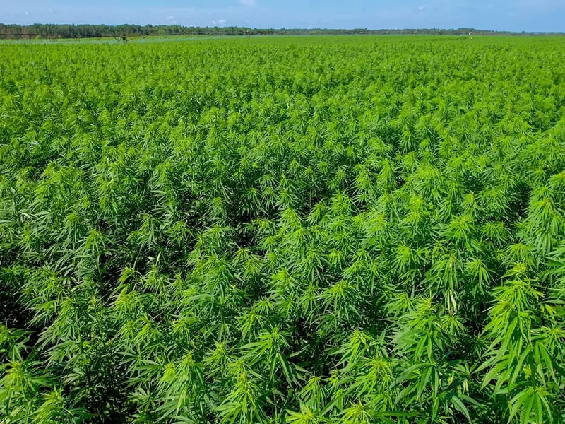 Regeneratively grown industrial hemp
