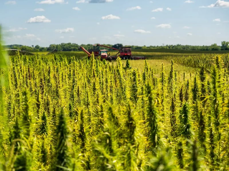 Green Fox hemp Kimball, MN