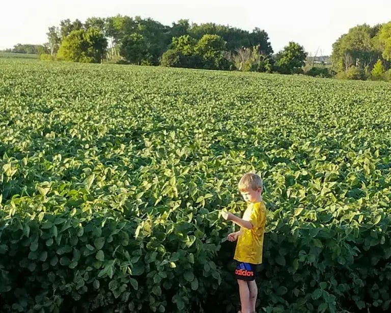 greenfox-2017-Teddy-Field-768x614