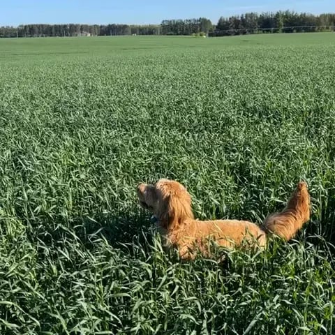 Green Fox Dog in Field