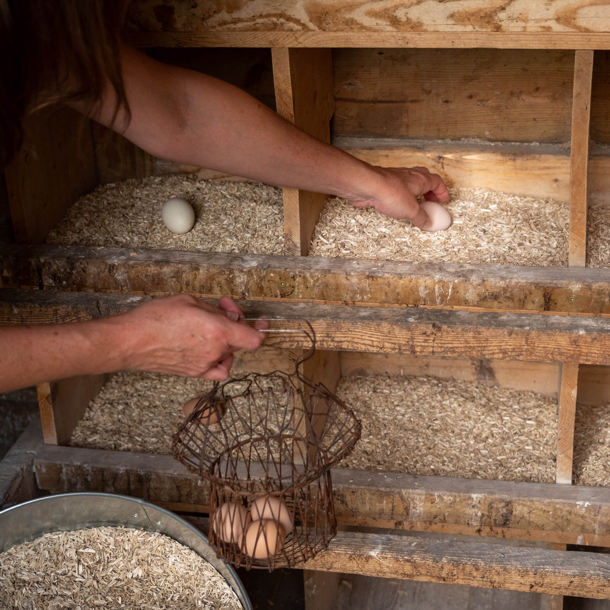 Hemp Hurd - Chicken Coop-1031