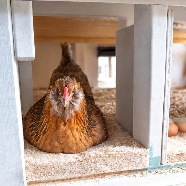hemp nesting pads for chickens