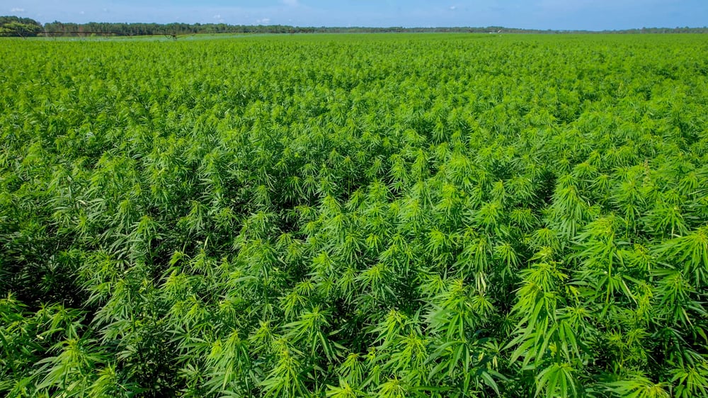 Minnesota grown industrial hemp