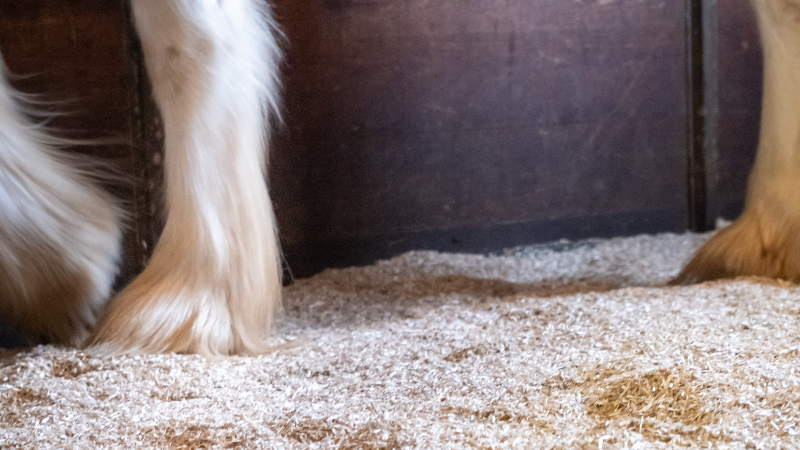 hemp bedding for horses