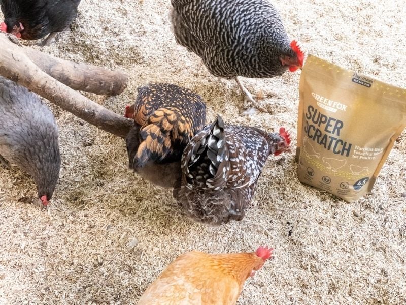chickens foraging in coop