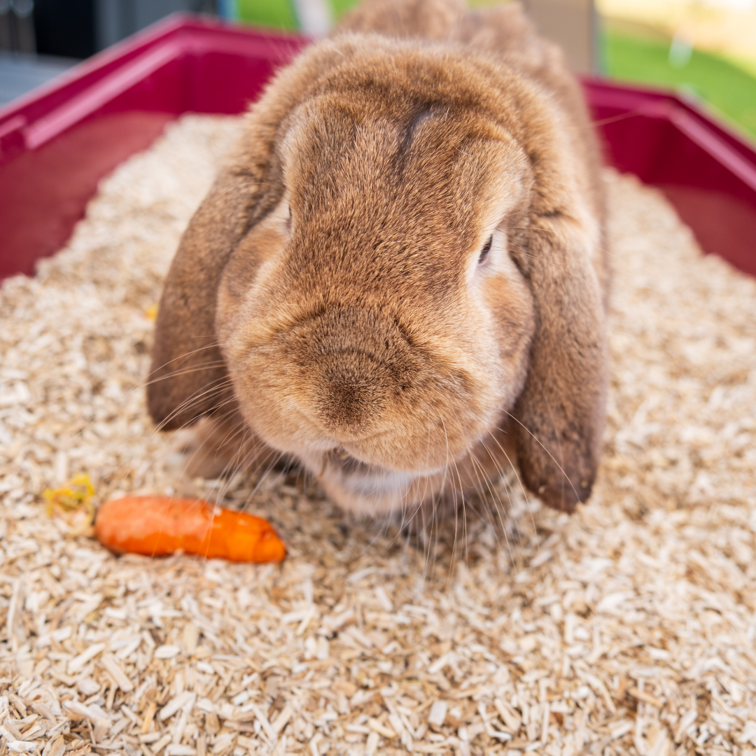 hemp bedding for rabbits
