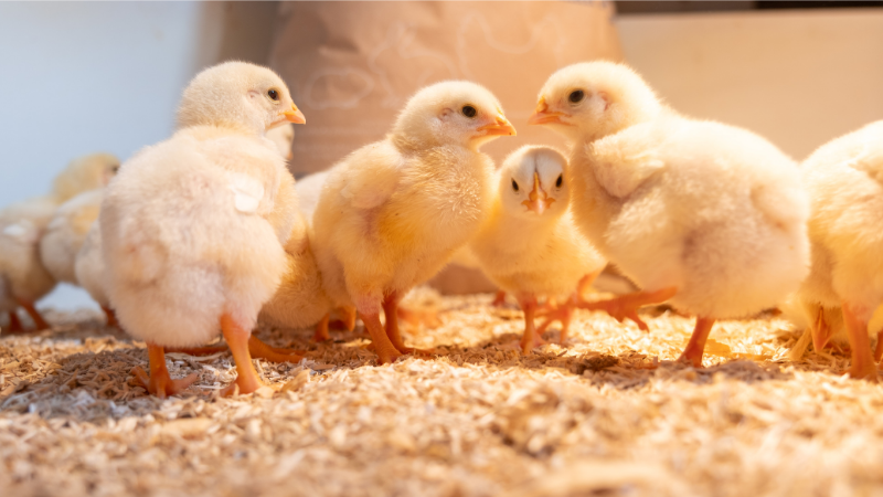 hemp chicken bedding