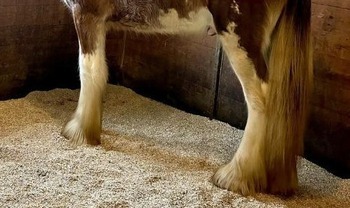 hemp horse bedding-1