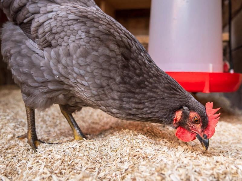 hemp hurd chicken bedding