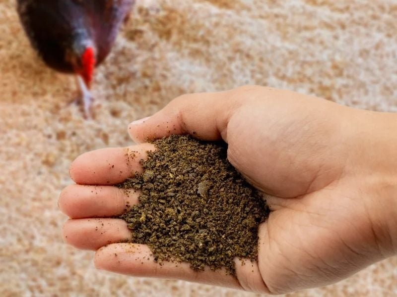 hempseed cake chicken feed