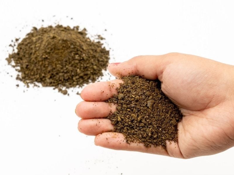 hempseed cake for chicken feed