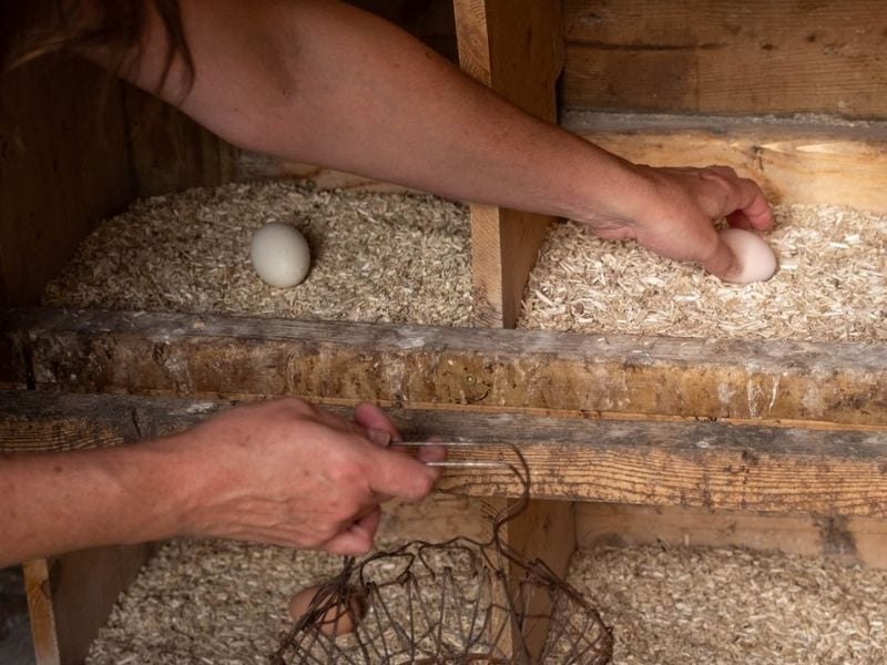 hempseed chicken feed for laying hens