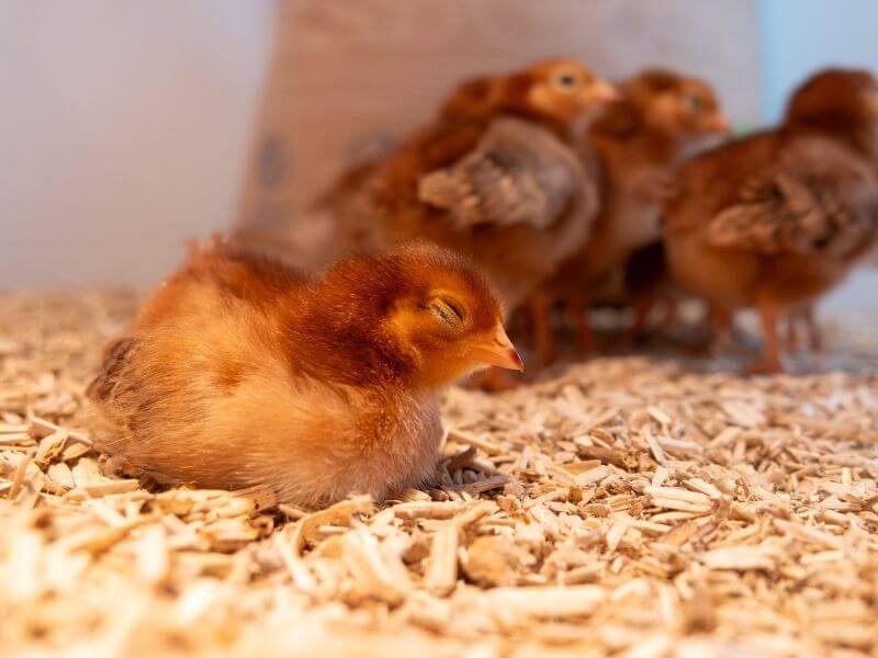 insulative hemp bedding for newborn chicks