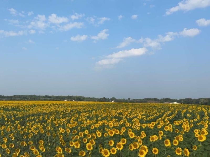 organic sunflower fields in Central Minnesota