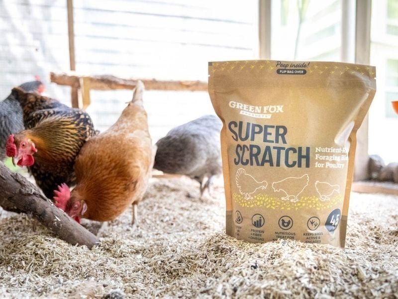 scratch grain for chickens