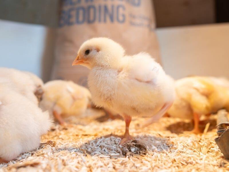 ultra absorbent hemp bedding for chicks