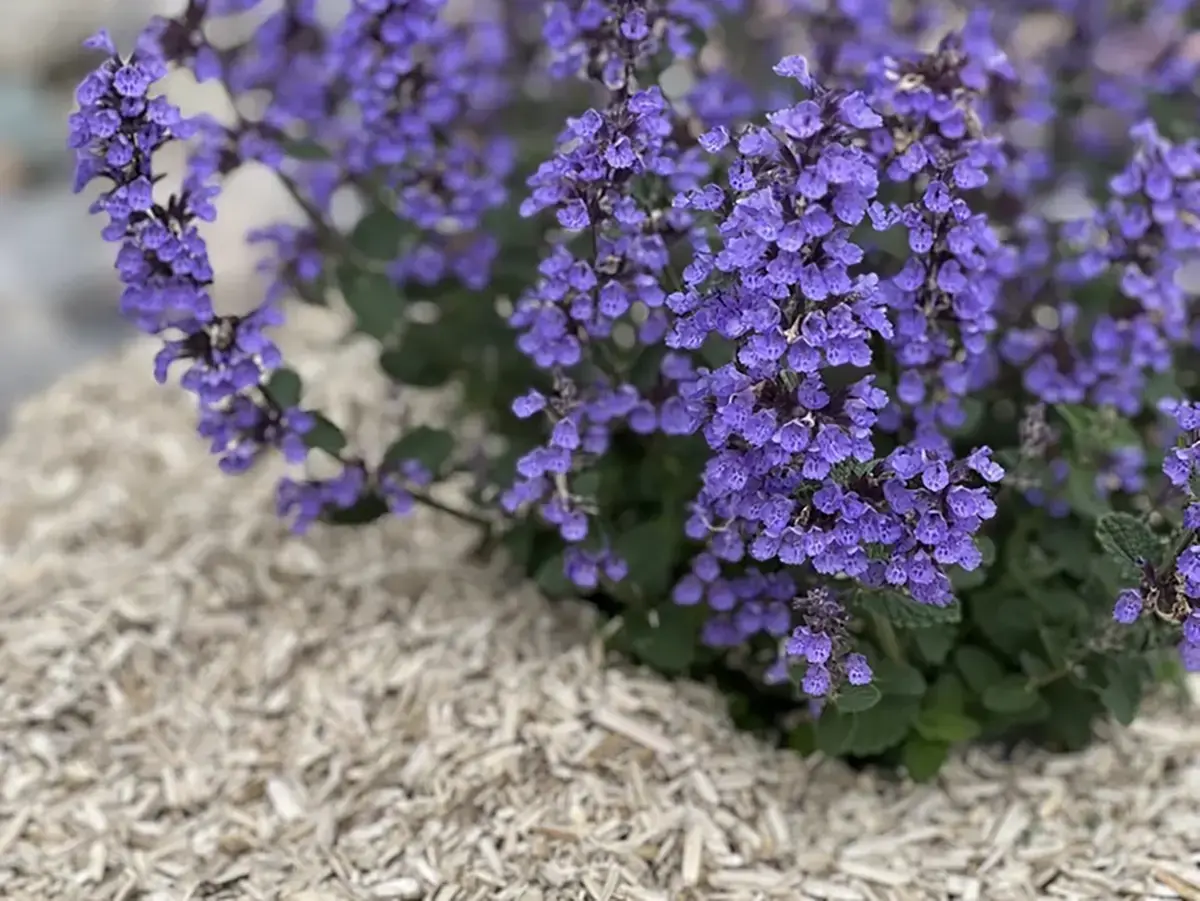 5 Reasons Why Every Gardener Should Be Using Hemp Hurd