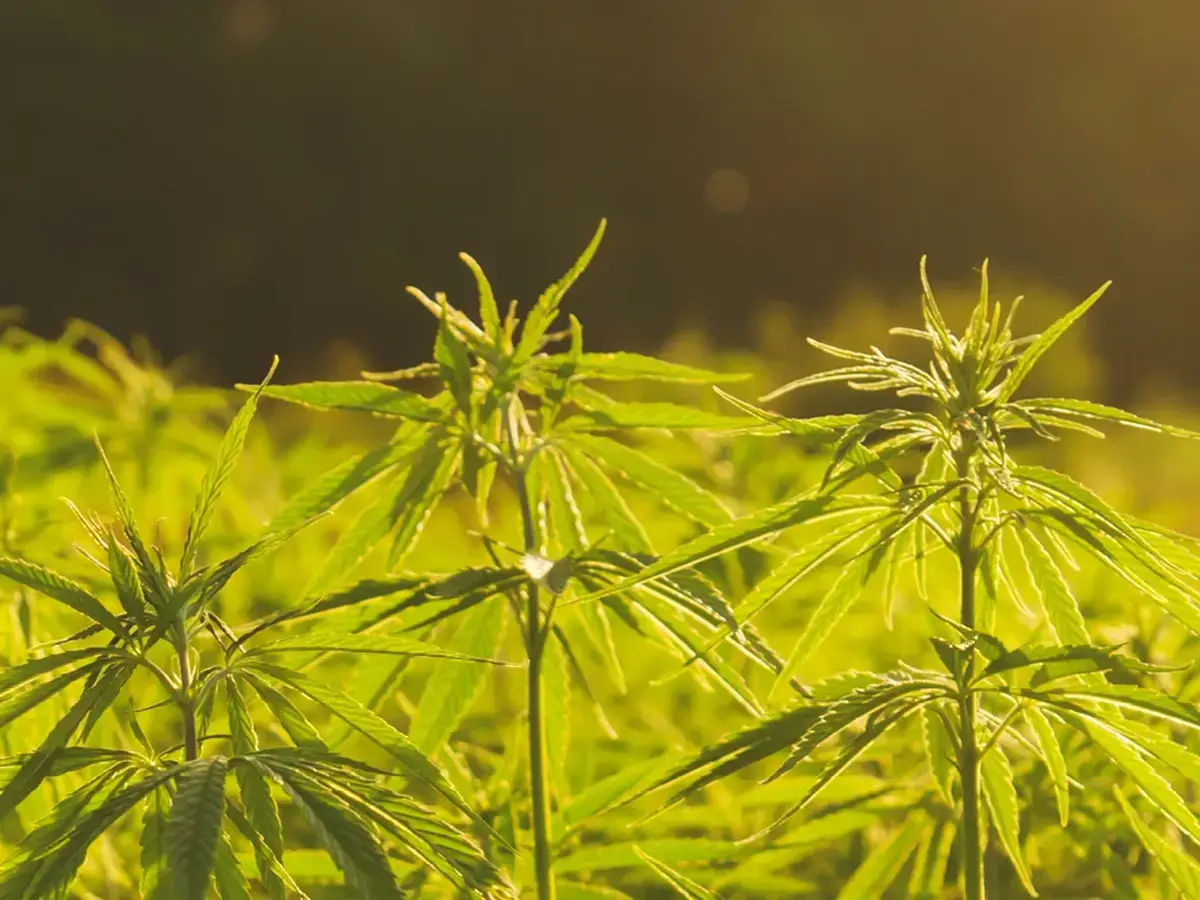 Hello Hemp: A Closer Look at Our Favorite Power Plant