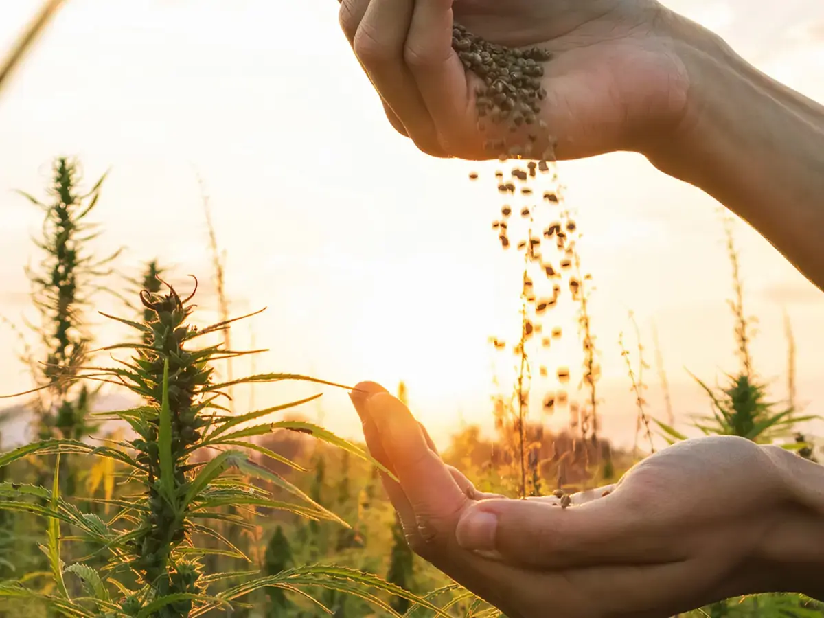 How Green Fox Utilizes the Entire Industrial Hemp Plant