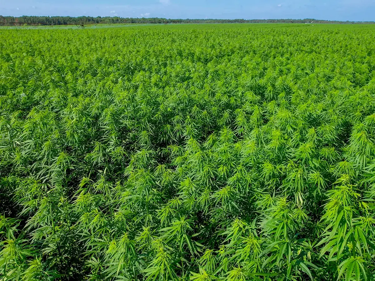 Industrial Hemp: Sustainable by Nature, Zero-Waste by Design