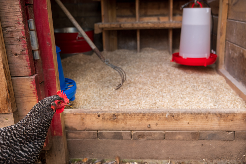 hemp bedding for chicken coop