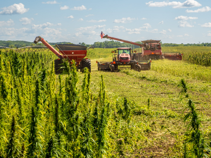 Minnesota grown industrial hemp