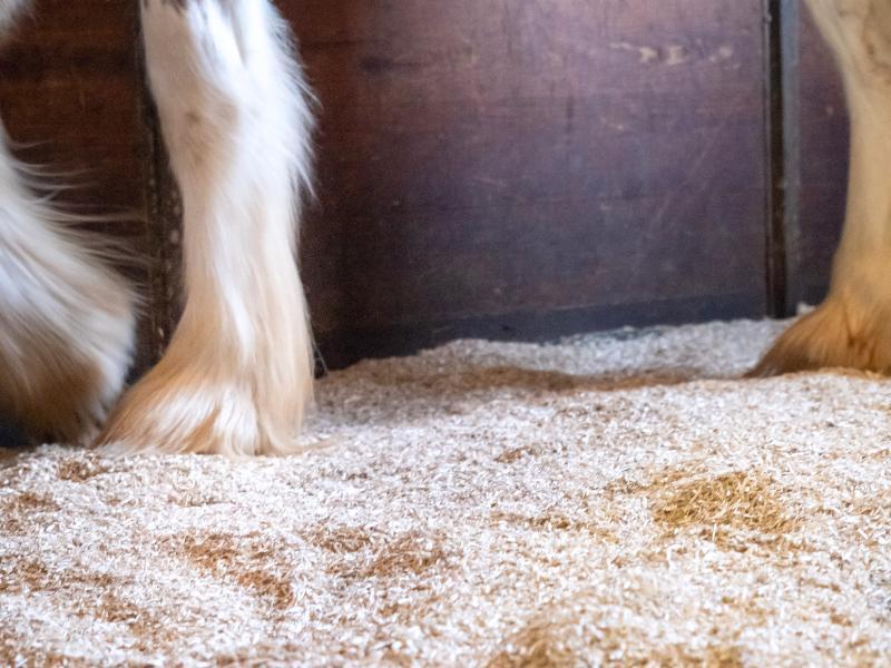 hemp bedding for horses