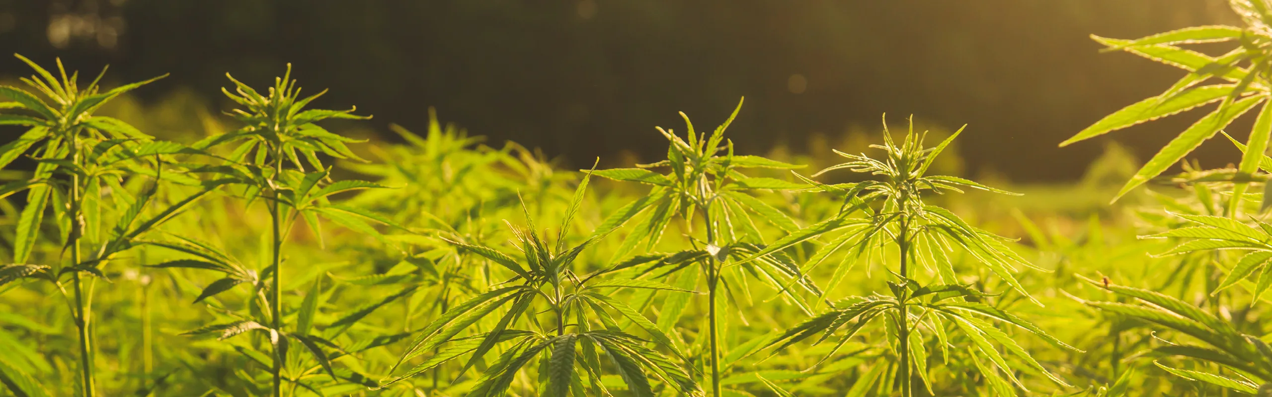 Hello Hemp Blog Green Fox
