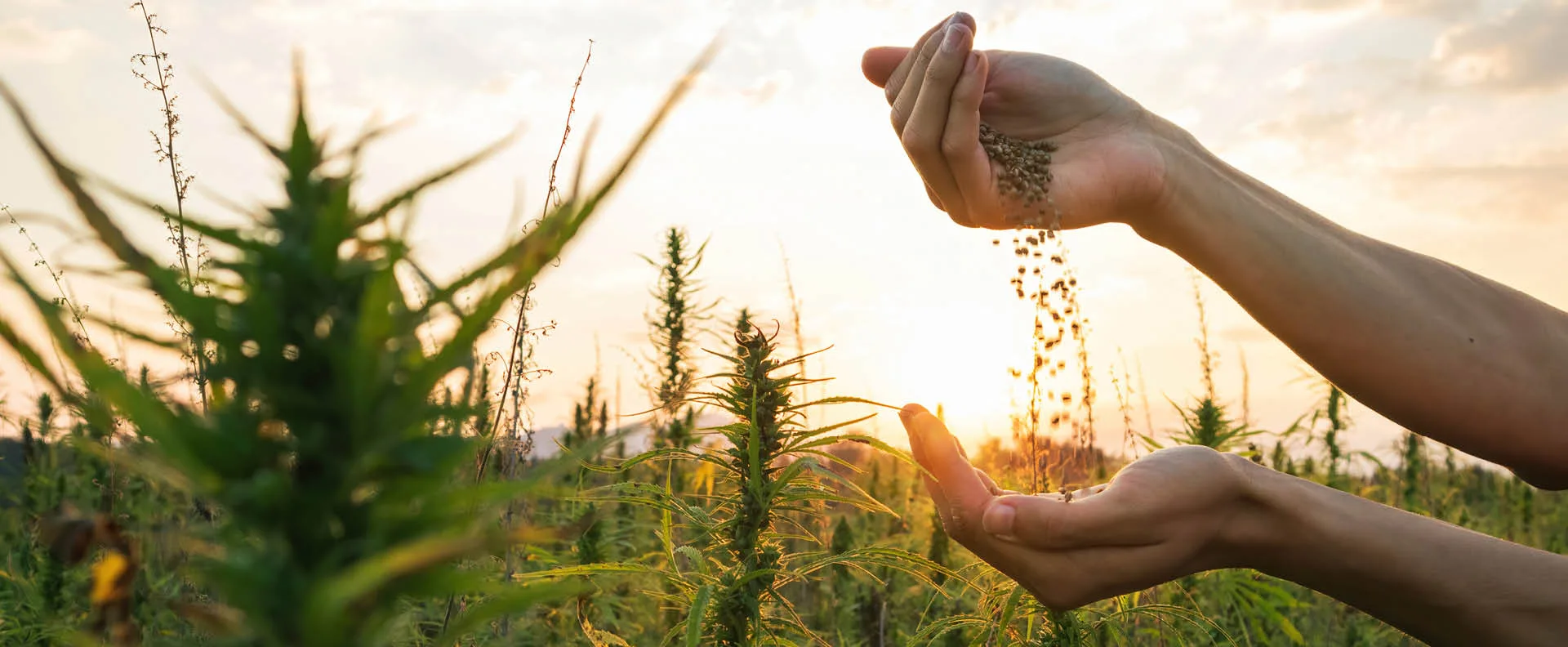 Hemp Growers And Leaders Green Fox