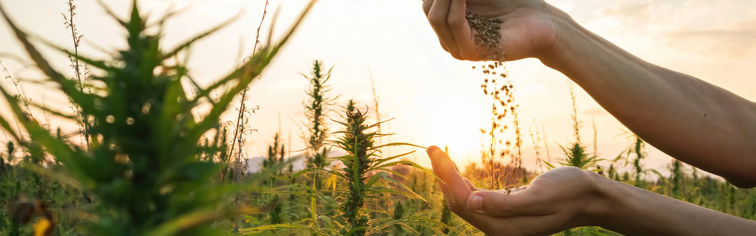 Hemp Uses Green Fox Blog