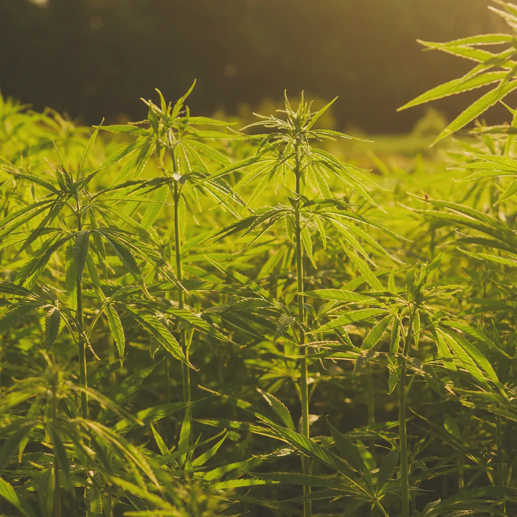 Hemp For Gf Products