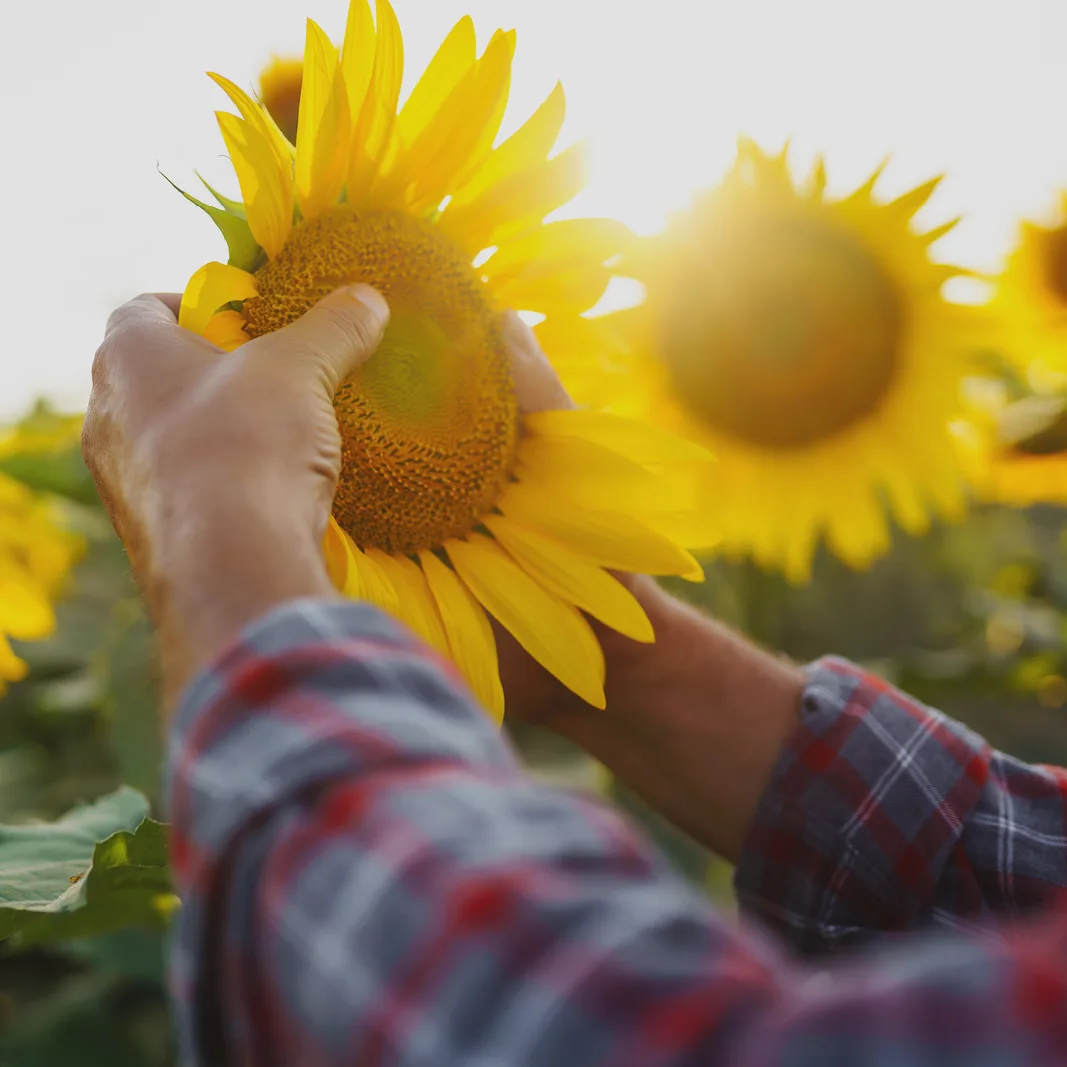Sunflowers For Gf Goods