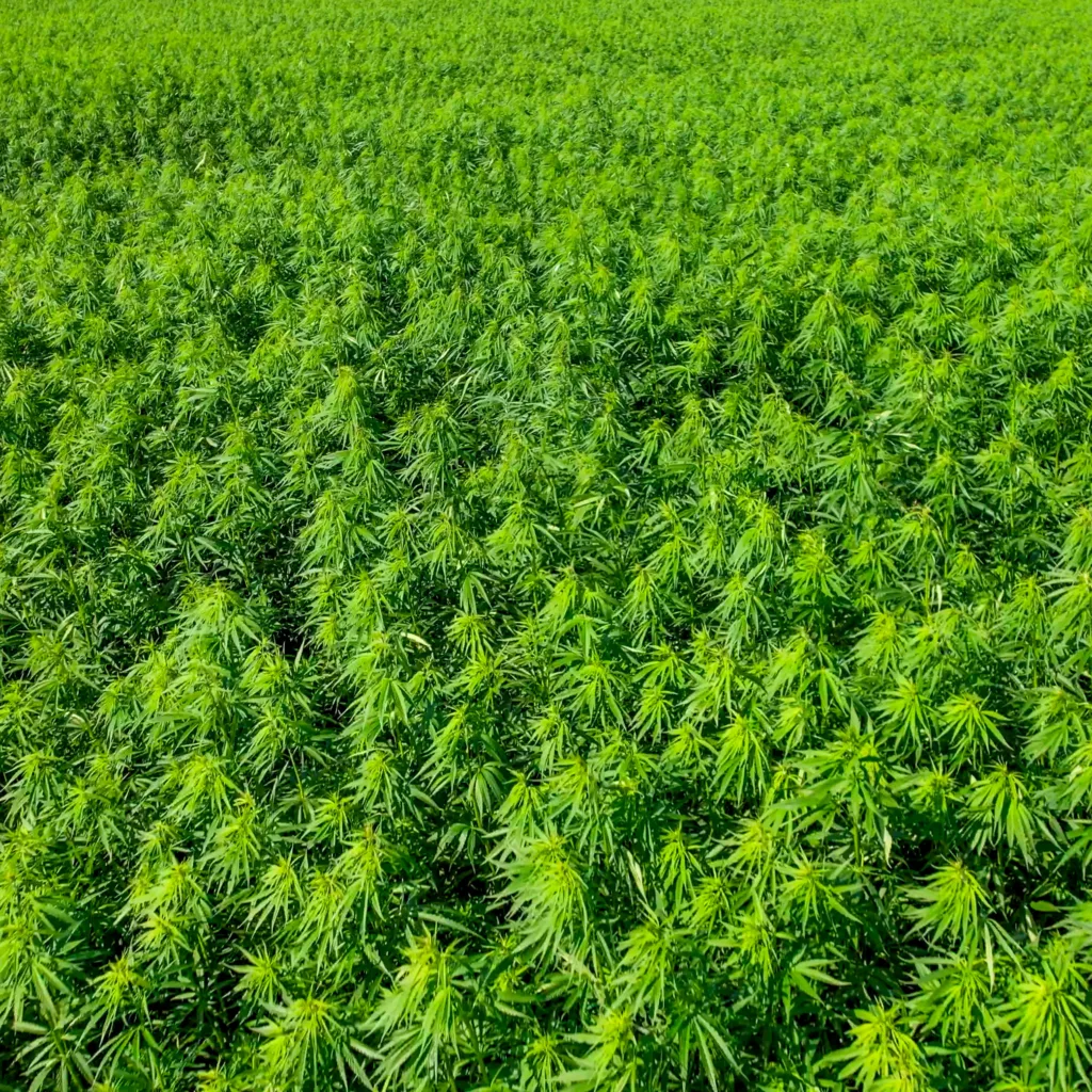 Greenfox Hemp Field