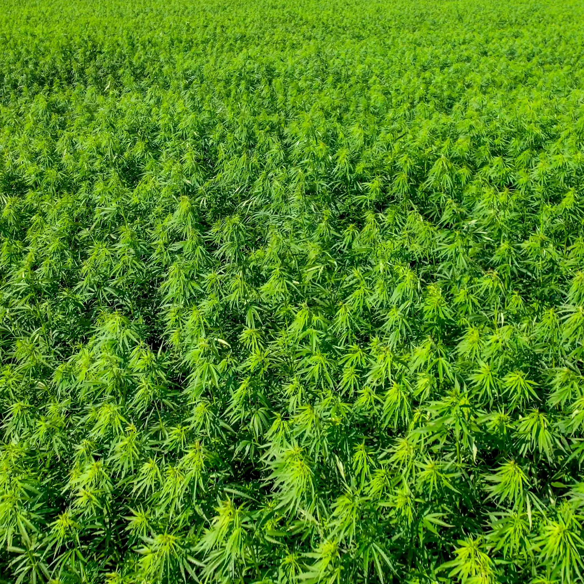 Greenfox Hemp Field