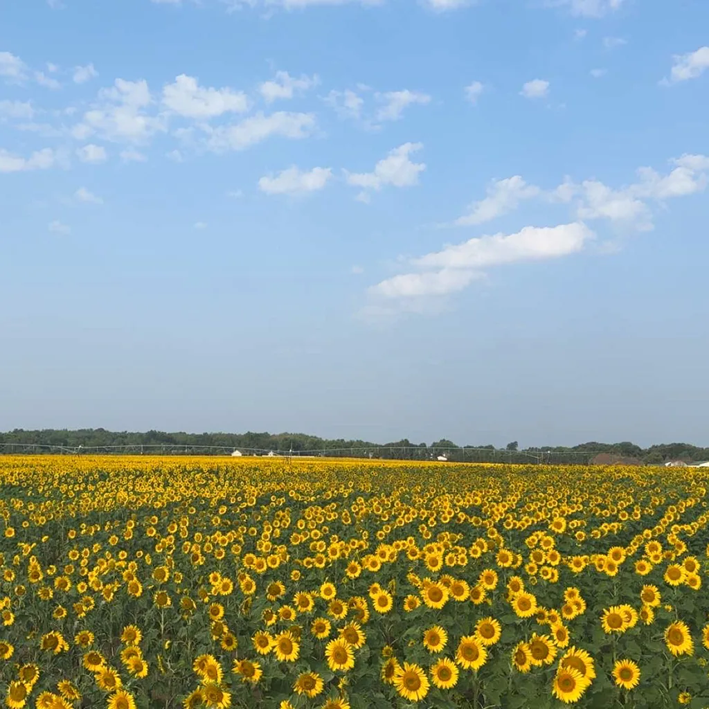 Green Fox Sunflowers